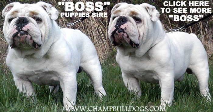 English Bulldog stud service